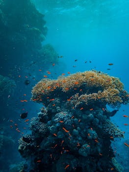 Colorful coral reef teeming with marine life in clear blue waters.