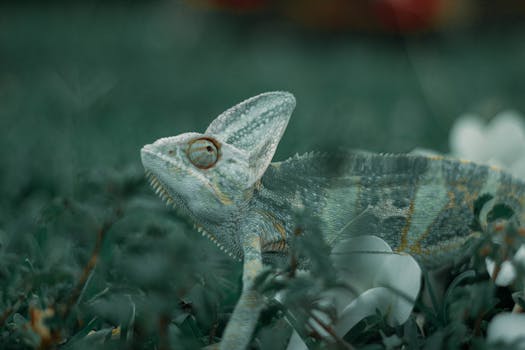 A detailed close-up shot of a chameleon blending into its lush green environment.