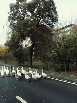 A group of geese crossing a road surrounded by trees in a suburban fall landscape.